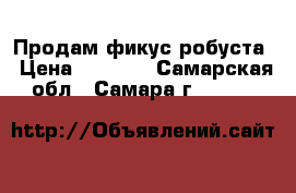 Продам фикус робуста › Цена ­ 2 000 - Самарская обл., Самара г.  »    